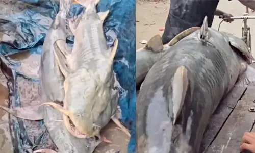 Nepal Floods Bring Unusual Fish to Bihar Nepal Floods Bring Unusual Fish to Bihar