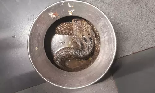snake snake