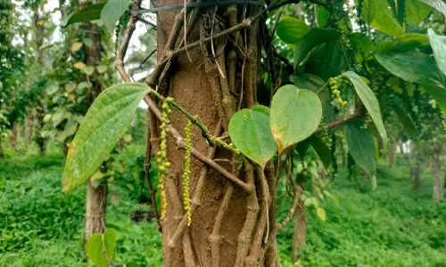 കാലാവസ്ഥാ വ്യതിയാനം: കുരുമുളക് ഉൽപാദനം കുറയും കാലാവസ്ഥാ വ്യതിയാനം: കുരുമുളക് ഉൽപാദനം കുറയും