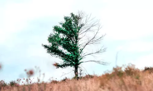 മില്ല്