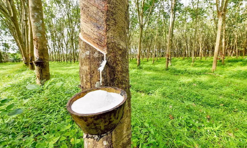 റബർ റബർ