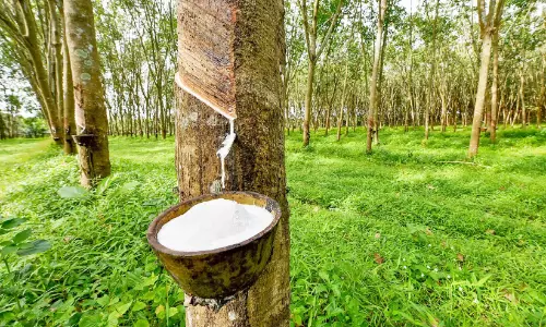 റബർ വില  ഉയരത്തിൽ; ഉൽപാദനത്തിന് ടാപ്പർമാരില്ല