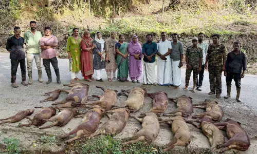 കൂട്ടത്തോടെയെത്തി കൃഷി നശിപ്പിച്ചു; ചെറുകാവിൽ കാട്ടുപന്നിവേട്ട