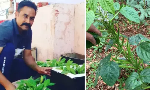 മായമില്ലാത്ത പച്ചക്കറി കഴിക്കണമെന്ന ആശയിൽ ബീൻസ് നട്ടു തുടങ്ങി; യുവാവിന്റെ കൃഷിയിടത്ത് ഇന്ന് വിളയുന്നത് 150ലേറെ ഇനങ്ങൾ