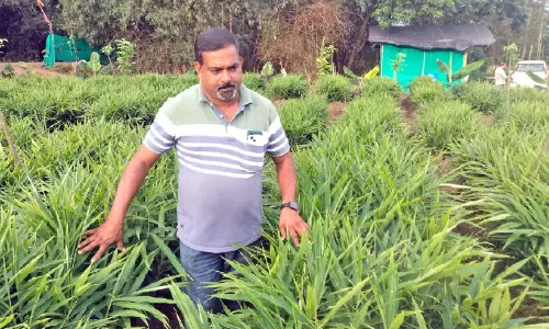 ക​​ർ​​ണാ​​ട​​ക മാ​​തൃ​​ക​​യി​​ൽ ഇ​​ഞ്ചി​​കൃ​​ഷി​​യു​​മാ​​യി ഡിടി​​പിസി ജീ​​വ​​ന​​ക്കാ​​ര​​ൻ