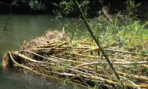 ബാവലിപ്പുഴയിൽ മുളങ്കാടുകൾ അടിഞ്ഞുകൂടി: നീരൊഴുക്കിന് തടസ്സം