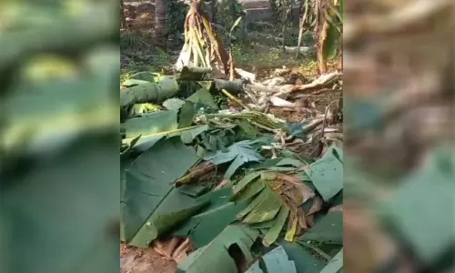 മൂ​ലേ​പ്പാ​ട​ത്ത് കാ​ട്ടാ​ന​യി​റ​ങ്ങി; ടാ​പ്പി​ങ് തൊ​ഴി​ലാ​ളി​ക​ൾ ര​ക്ഷ​പ്പെ​ട്ട​ത് ത​ല​നാ​രി​ഴ​ക്ക്
