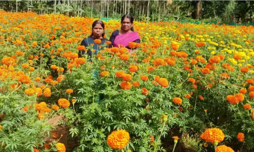 പെൺകരുത്തിൽ വിരിഞ്ഞ സ്വർണവസന്തം പെൺകരുത്തിൽ വിരിഞ്ഞ സ്വർണവസന്തം