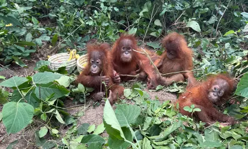 baby orangutans