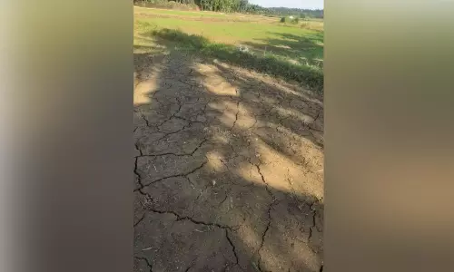 പാടശേഖരങ്ങൾ വരളുന്നു രണ്ടാംവിള കൃഷി പ്രതിസന്ധിയിൽ
