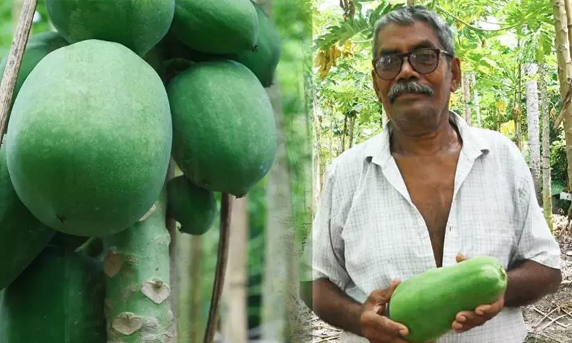സ്വന്തമായ പരീക്ഷണം, പിറന്നത് പുതിയ ഇനം പപ്പായ; മണ്ണറിഞ്ഞ കർഷകന് വർഷത്തിൽ ലഭിക്കുന്നത് 75 ടൺ വിളവ് സ്വന്തമായ പരീക്ഷണം, പിറന്നത് പുതിയ ഇനം പപ്പായ; മണ്ണറിഞ്ഞ കർഷകന് വർഷത്തിൽ ലഭിക്കുന്നത് 75 ടൺ വിളവ്