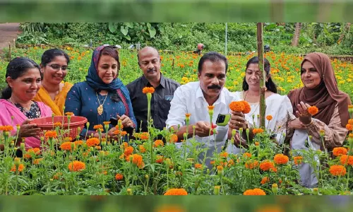 കാലാവസ്ഥ ചതിച്ചു; പക്ഷേ, വിളവ് ചതിച്ചില്ല കണ്ണിന് കുളിർമയേകി ബന്തിപ്പൂന്തോട്ടം കാലാവസ്ഥ ചതിച്ചു; പക്ഷേ, വിളവ് ചതിച്ചില്ല കണ്ണിന് കുളിർമയേകി ബന്തിപ്പൂന്തോട്ടം