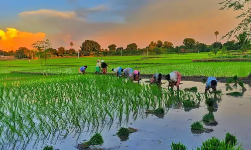 Paddy rice Paddy rice