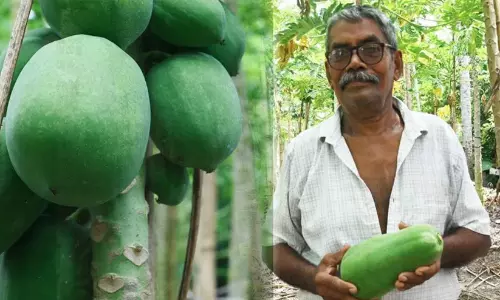 സ്വന്തമായ പരീക്ഷണം, പിറന്നത് പുതിയ ഇനം പപ്പായ; മണ്ണറിഞ്ഞ കർഷകന് വർഷത്തിൽ ലഭിക്കുന്നത് 75 ടൺ വിളവ് സ്വന്തമായ പരീക്ഷണം, പിറന്നത് പുതിയ ഇനം പപ്പായ; മണ്ണറിഞ്ഞ കർഷകന് വർഷത്തിൽ ലഭിക്കുന്നത് 75 ടൺ വിളവ്