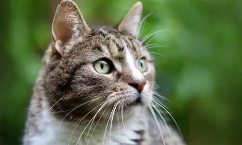 RCF police investigate mutilated stray cat killings in Chembur, Mumbai RCF police investigate mutilated stray cat killings in Chembur, Mumbai