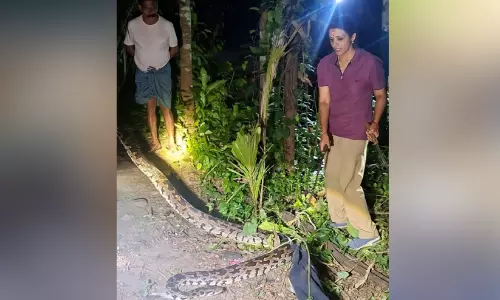വിതുരയിൽ വീണ്ടും കൂറ്റൻ പെരുമ്പാമ്പ്; വനംവകുപ്പ് ആർ.ആർ.ടി സംഘം പിടികൂടി വിതുരയിൽ വീണ്ടും കൂറ്റൻ പെരുമ്പാമ്പ്; വനംവകുപ്പ് ആർ.ആർ.ടി സംഘം പിടികൂടി