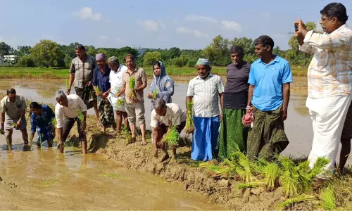മാവൂർ പാടത്ത് ഗന്ധകശാല നെല്ലിനം കൃഷി തുടങ്ങി