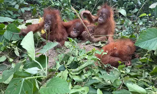 Orangutan