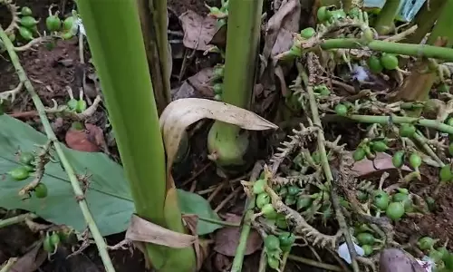 വ്യാപാരിയെ കബളിപ്പിച്ച് ഏലക്ക തട്ടിയെടുത്തു; രണ്ടുപേർ അറസ്റ്റിൽ വ്യാപാരിയെ കബളിപ്പിച്ച് ഏലക്ക തട്ടിയെടുത്തു; രണ്ടുപേർ അറസ്റ്റിൽ