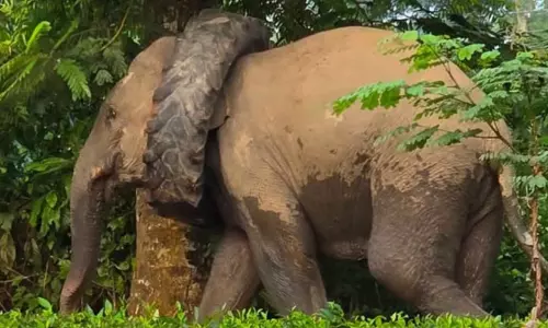 Assam Wild Elephant Assam Wild Elephant