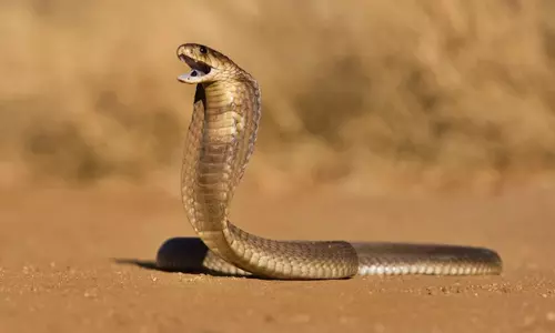 https://www.madhyamam.com/tags/antivenom https://www.madhyamam.com/tags/antivenom