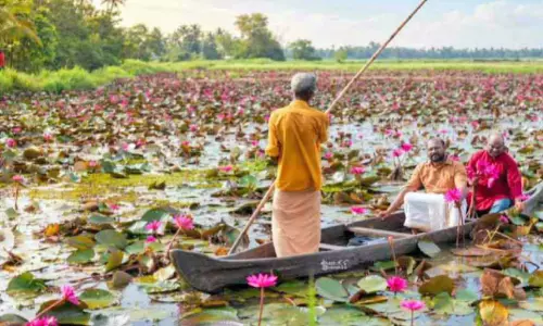 ആമ്പൽ വസന്തം തീർത്ത് മാനാപ്പള്ളി പാടശേഖരം; കാണാൻ സഞ്ചാരികളുടെ ഒഴുക്ക് ആമ്പൽ വസന്തം തീർത്ത് മാനാപ്പള്ളി പാടശേഖരം; കാണാൻ സഞ്ചാരികളുടെ ഒഴുക്ക്