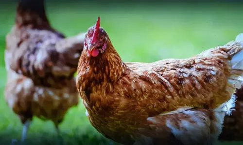 Chicken Dispute Turns Violent in Thiruvananthapuram