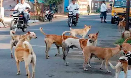തെ​രു​വു​നാ​യ് നി​യ​ന്ത്ര​ണ പ​ദ്ധ​തി​ക​ൾ: മു​ഖം​തി​രി​ച്ച്​   ത​ദ്ദേ​ശ സ്ഥാ​പ​ന​ങ്ങ​ള്‍