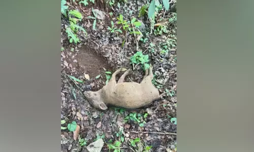 കാട്ടുപന്നികള്‍ ചത്തൊടുങ്ങുന്നു;   തിരിഞ്ഞുനോക്കാതെ വനംവകുപ്പ്