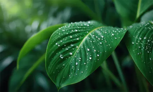 വേനൽച്ചൂടിന് ആശ്വാസമായി മഴയെത്തുന്നു; വിവിധ ജില്ലകളിൽ യെല്ലോ അലർട്ട്