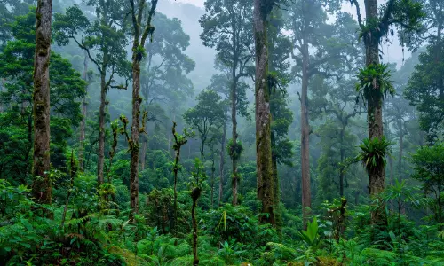 വനഭൂമി സ്വകാര്യ വ്യക്തിക്ക്: വനം വിജിലൻസ് അന്വേഷണം തുടങ്ങി