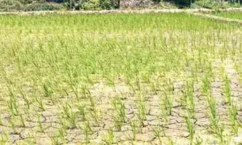 തൊട്ടടുത്ത് കബനി നദി: എന്നിട്ടും വെള്ളമില്ലാതെ ചേകാടിപ്പാടം
