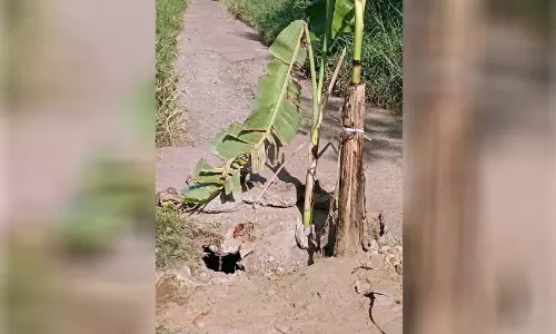 ബണ്ട് റോഡിലെ കലുങ്കിൽ കുഴി; നാട്ടുകാർ വാഴ നട്ടു