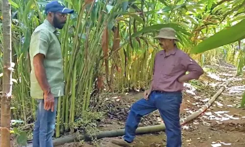 ചൂട് കനത്തു; ഏലം മേഖല കടുത്ത പ്രതിസന്ധിയില്‍