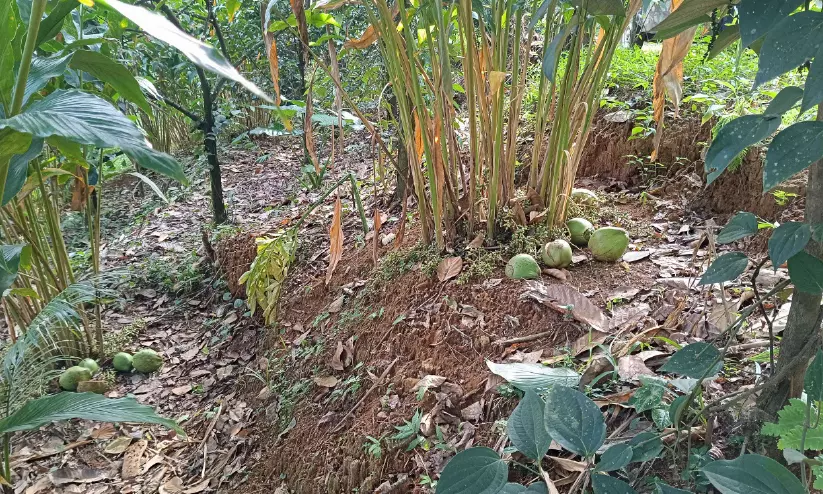സഞ്ചാരികളേ, കർഷകരുടെ ഉപജീവനമാർഗം നശിപ്പിക്കല്ലേ...; മാങ്കുളം മേഖലയിൽ സഞ്ചാരികൾ കാർഷിക വിളകൾ നശിപ്പിക്കുന്നതായി പരാതി സഞ്ചാരികളേ, കർഷകരുടെ ഉപജീവനമാർഗം നശിപ്പിക്കല്ലേ...; മാങ്കുളം മേഖലയിൽ സഞ്ചാരികൾ കാർഷിക വിളകൾ നശിപ്പിക്കുന്നതായി പരാതി