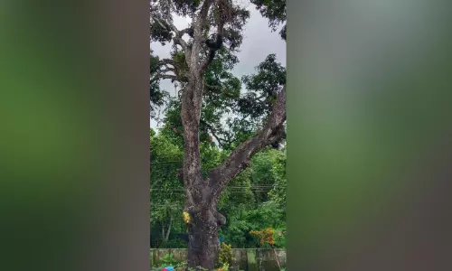 സ്കൂൾ വളപ്പിലെ മരം അപകട ഭീഷണിയായി സ്കൂൾ വളപ്പിലെ മരം അപകട ഭീഷണിയായി