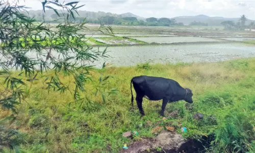 കബനിയിൽ ജലനിരപ്പ് താഴുന്നു: അതിർത്തി ഗ്രാമങ്ങളിൽ നെൽകർഷകർ പ്രതിസന്ധിയിൽ കബനിയിൽ ജലനിരപ്പ് താഴുന്നു: അതിർത്തി ഗ്രാമങ്ങളിൽ നെൽകർഷകർ പ്രതിസന്ധിയിൽ