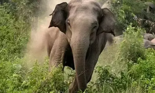 പാലപ്പിള്ളി മേഖലയിൽ കാട്ടാന ശല്യം രൂക്ഷം