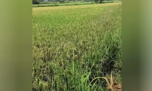 കനാൽ ശുചീകരിച്ചില്ല: ജലവിതരണം അവതാളത്തിൽ