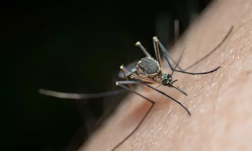Dengue Fever