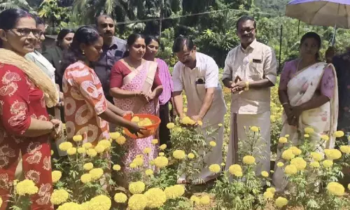 വിപണന സാധ്യതക്ക് മങ്ങൽ; കണ്ണീര്‍പ്പാടമായി പൂപ്പാടം