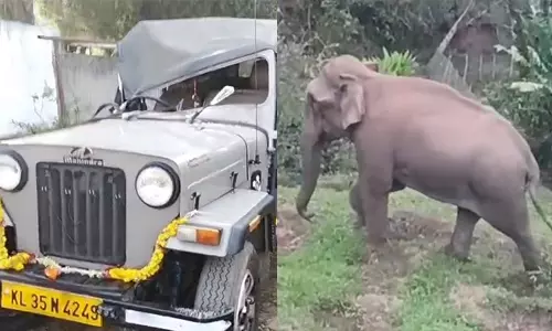 https://www.madhyamam.com/tags/elephant