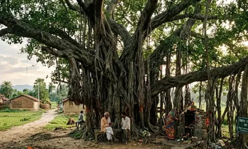 മുഗൾ കാലത്തിനും മുമ്പേ;  ബിഹാറിലെ ആൽമരത്തിന് 700 വർഷം പഴക്കം