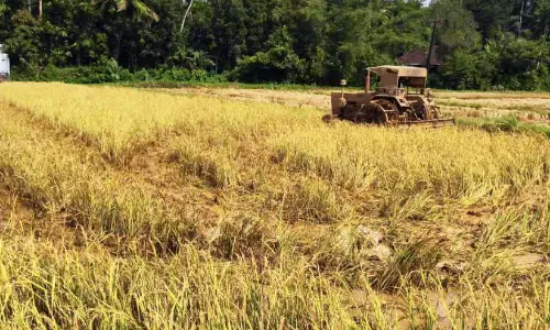 വിളനാശം; പഴംകുളം പാടശേഖരത്തിൽ കണ്ണീർ കൊയ്ത്ത്