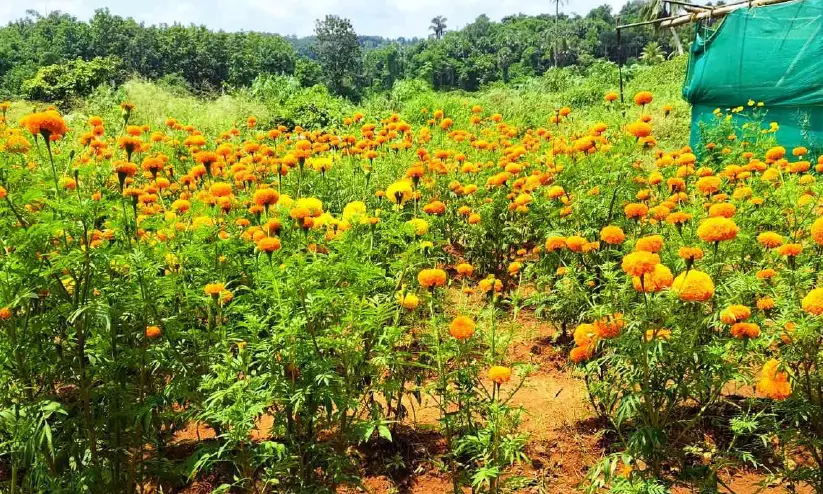 ചെണ്ടുമല്ലി ചെണ്ടുമല്ലി