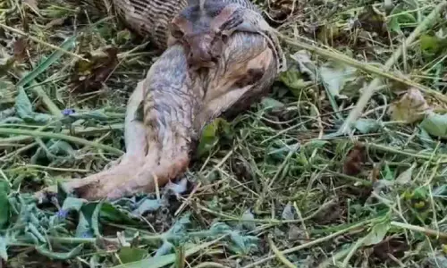 പൂച്ചയെ വിഴുങ്ങിയ പെരുമ്പാമ്പിനെ പിടികൂടി