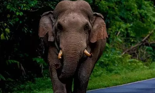 ജീവനെടുത്ത് കാട്ടാനകൾ; നോക്കുകുത്തിയായി   വനം വകുപ്പ്