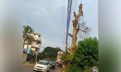 കെ.പി റോഡിൽ അപകടഭീതിയുയർത്തി ഉണങ്ങിയമരം