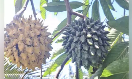 പുതുമയാർന്ന പരീക്ഷണം; അപൂർവ ഫലമായ ‘റോളിനിയ’ വിളയിച്ച് കട്ടപ്പനക്കാരി പുതുമയാർന്ന പരീക്ഷണം; അപൂർവ ഫലമായ ‘റോളിനിയ’ വിളയിച്ച് കട്ടപ്പനക്കാരി