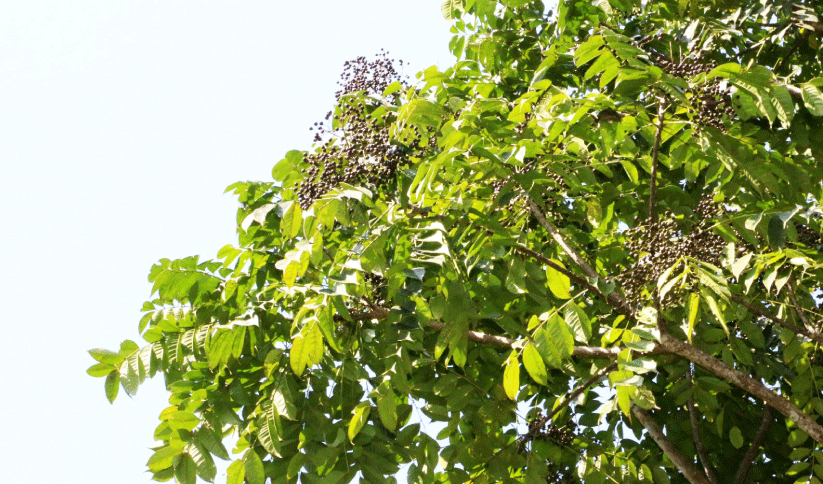 കുമിറ്റി മരം കുമിറ്റി മരം
